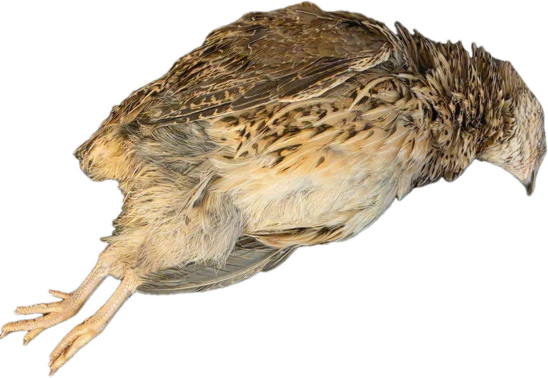 Whole feathered coturnix quail